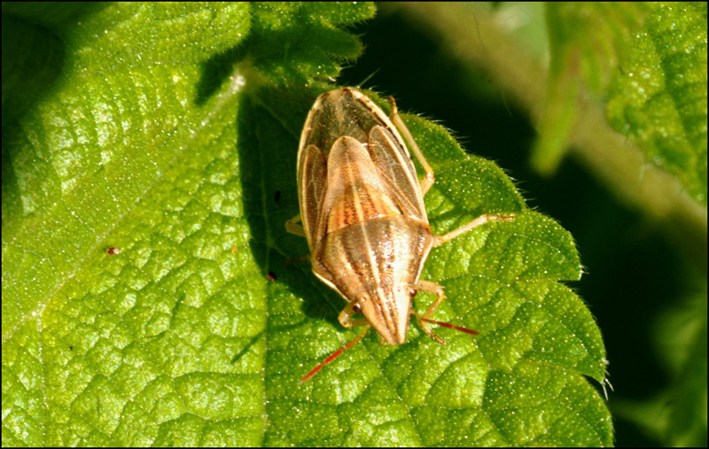 Pentatomidae: Aeliao acuminata dell''Emilia (MO)